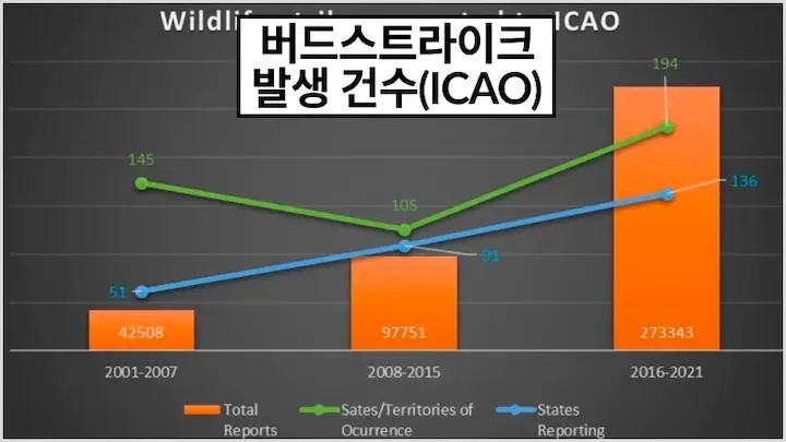 버드스트라이크 뜻 발생원인